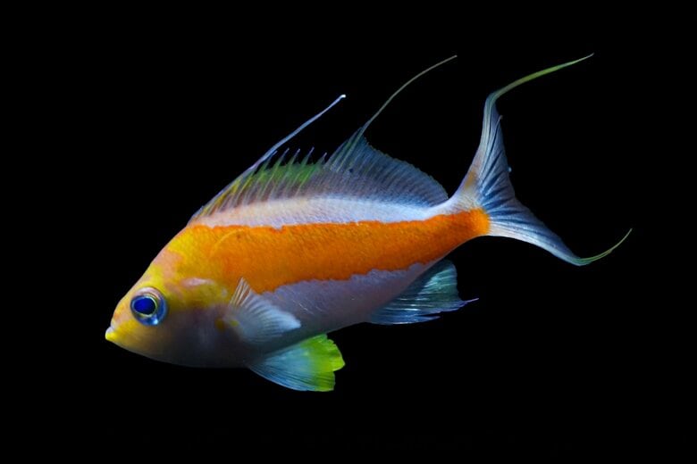 【沖縄美ら海水族館】日本初記録種「タスキサクラダイ」を世界初展示！