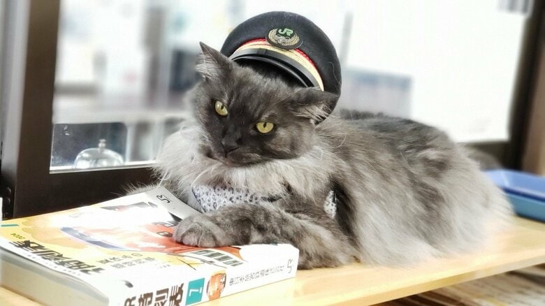 車にひかれそうだった迷い猫が町の人気者に。山形県の「羽前小松駅」で愛された“猫駅長”「しょこら」の引退までの6年間｜FNNプライムオンライン