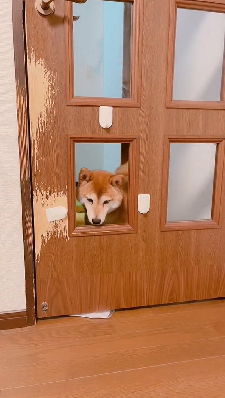 決心が付かないムックくん