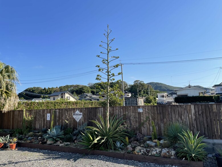 約5年前に購入した植物が…