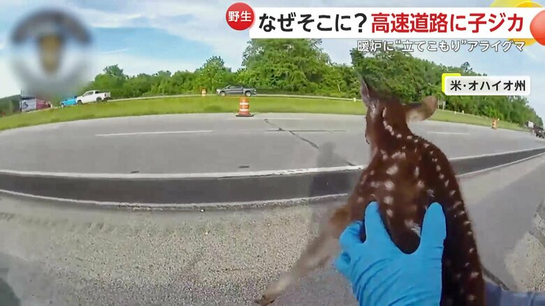 大きくて円らな瞳、背中に水玉模様が残る子ジカ