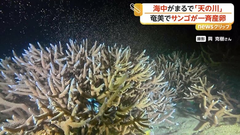 一斉産卵をしていたサンゴ