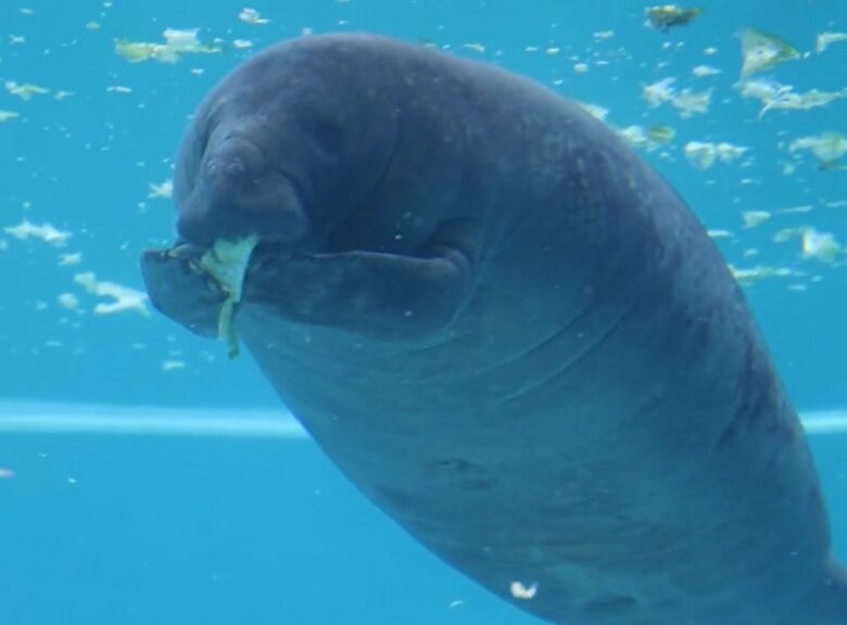 ヒレ状の前脚（前肢）を器用に添えて食べるマナティー（提供：かぶつさん）