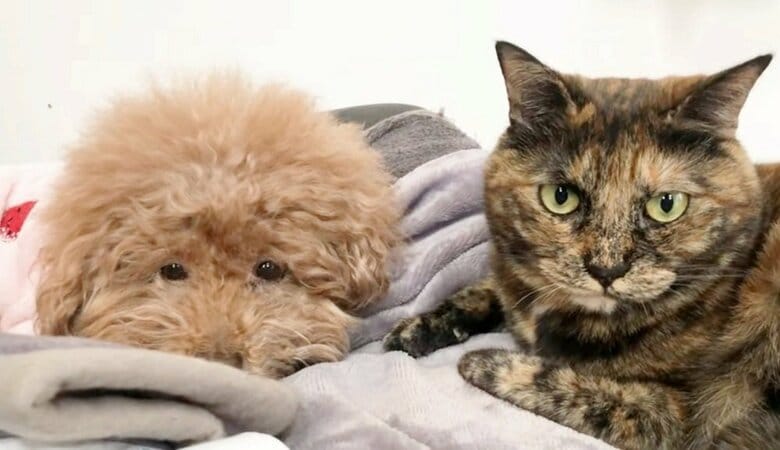 あん子ちゃん（犬）とぼんちゃん（猫）