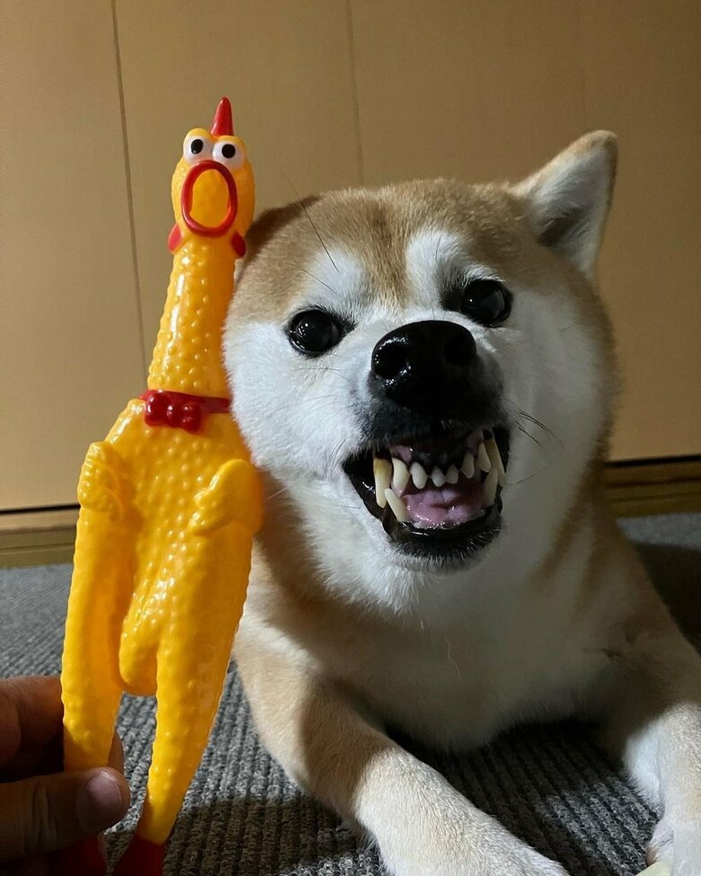 顔マネ中？ガウガウするここちゃん