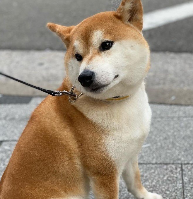 提供：torakichi602さん