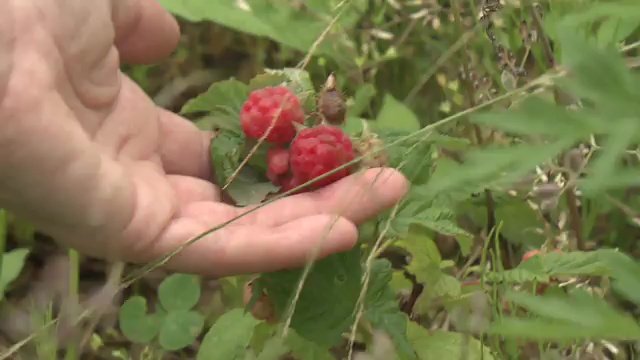 自然に近い形で…ラズベリーを育てる