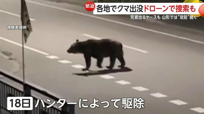 北海道・福島町でハンターによって駆除されたヒグマ（7月18日）