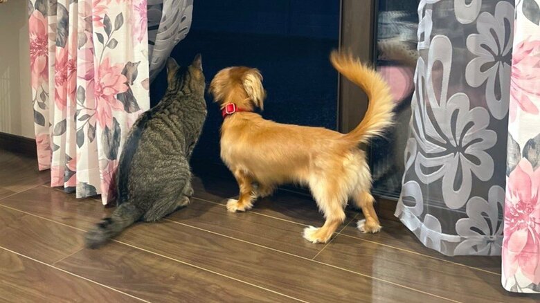 一緒に外を見つめる2匹