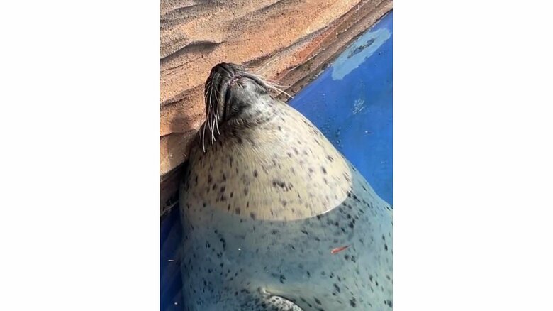 顔だけ水面から出している（提供：名古屋市東山動植物園）