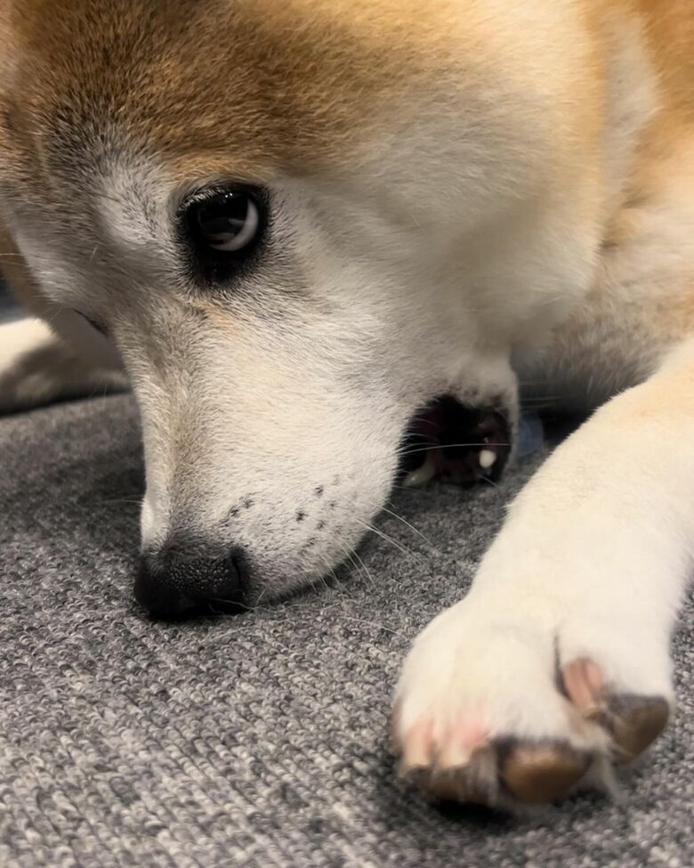 提供：柴犬 sasuke_紗助さん