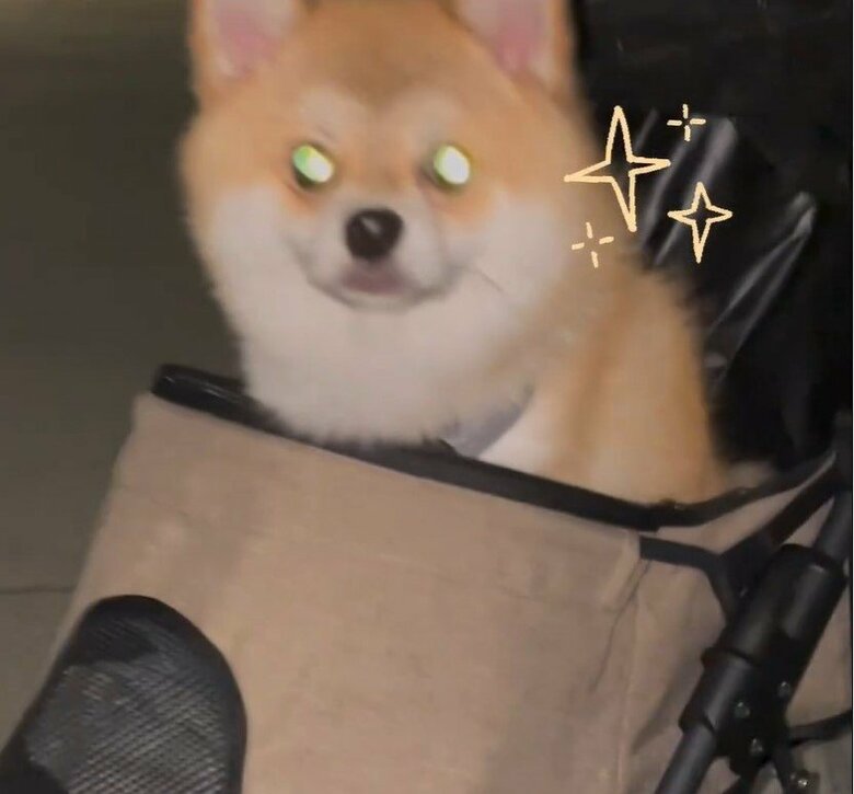 夜の屋外で目がらんらん