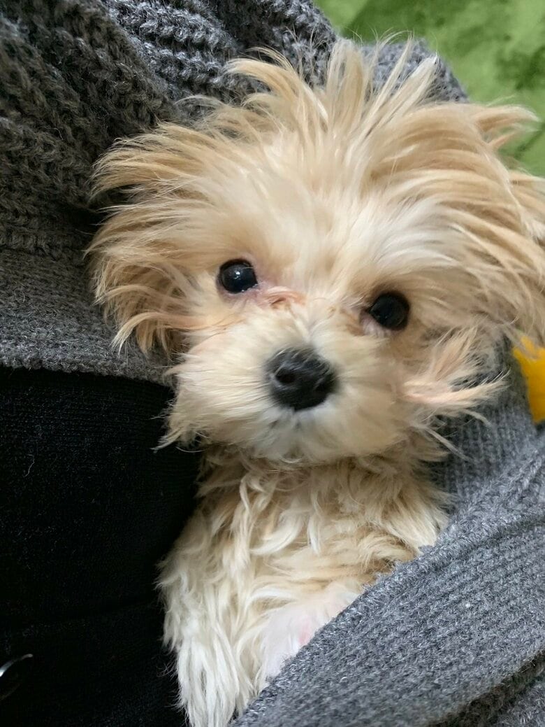 出会った当初のみるくちゃん