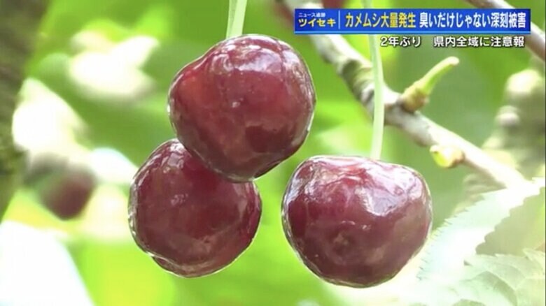 カメムシに果汁を吸われたサクランボ