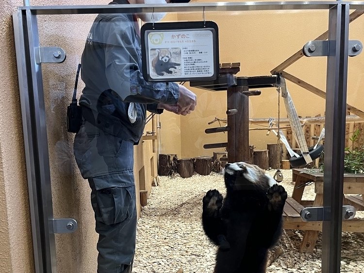 足の裏を見せてくれたレッサーパンダのかずのこ（雄・1歳）