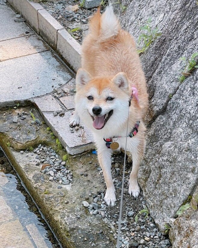 提供：豆柴ちくわ&がんもさん