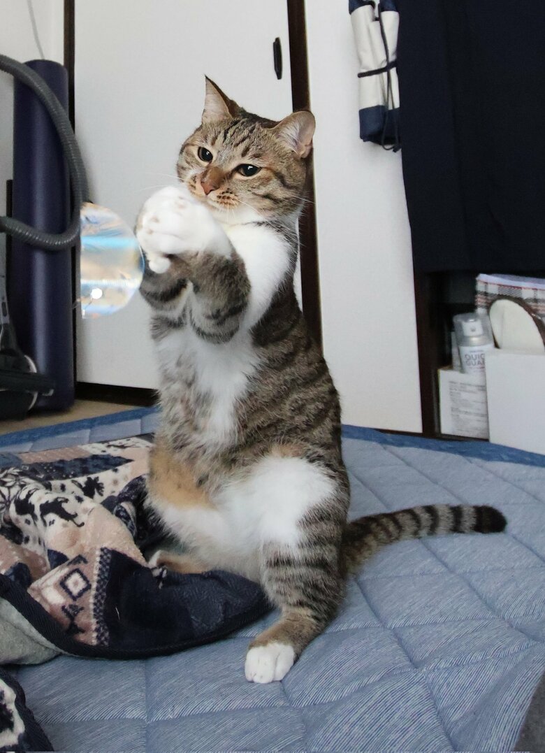 提供：猫のテトさん