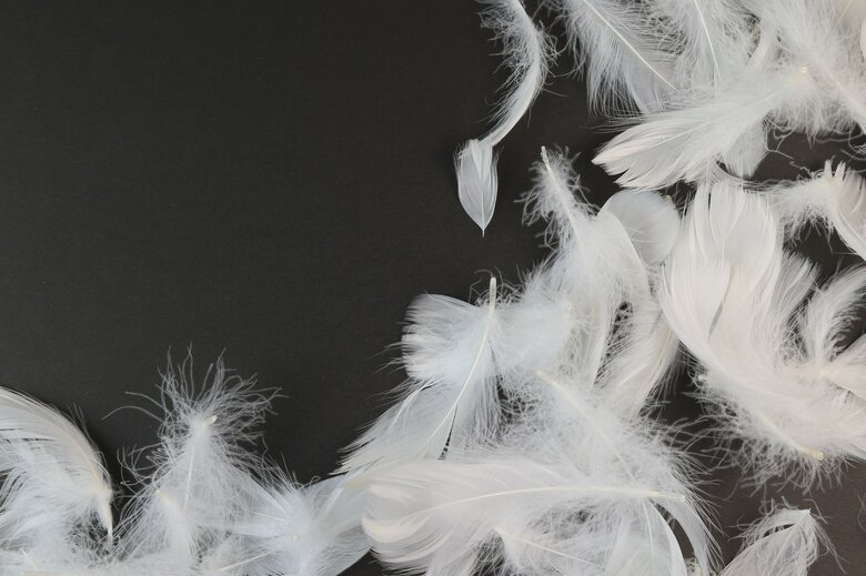 羽軸のあるフェザーは弾力性に優れる（画像はイメージ）