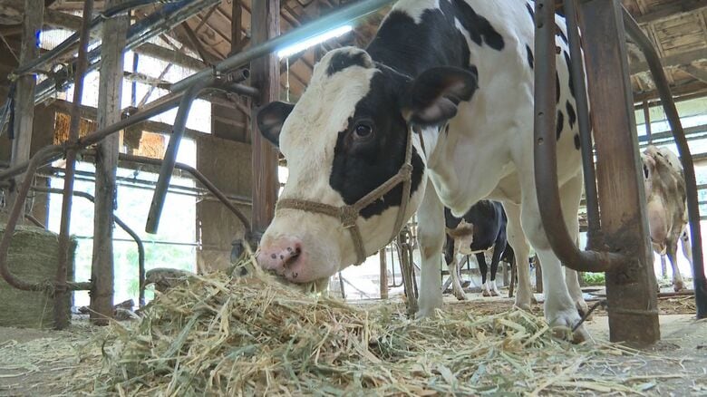 牛の飼料は高騰