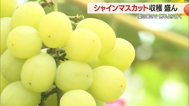 秋の味覚、甘くておいしいブドウをお口いっぱいにどうぞ！