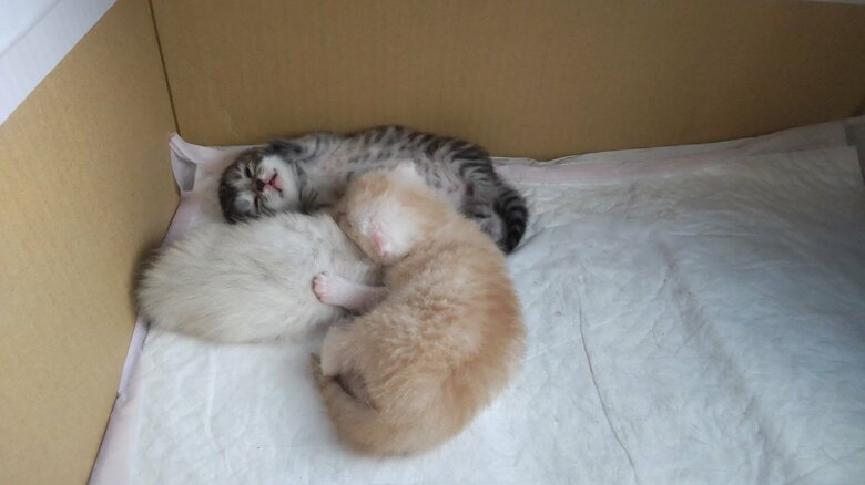 ふわふわ感がすごい