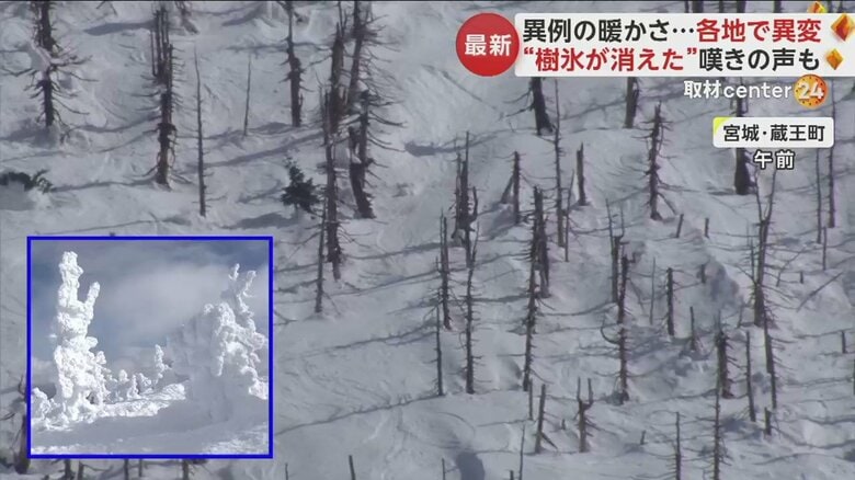 樹氷は消滅し、木々の緑がむき出しに…