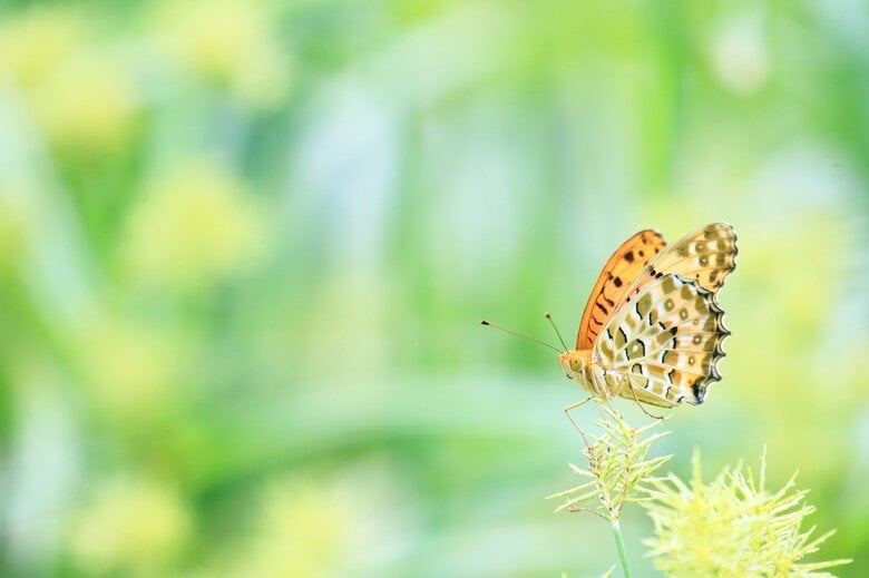 昆虫採集は昭和の宿題？!