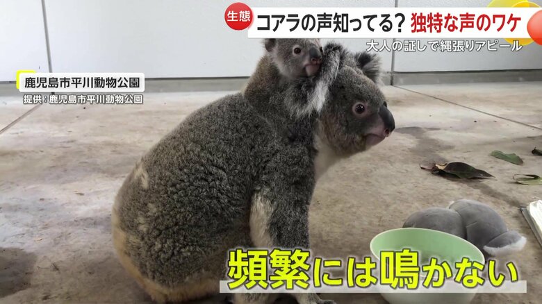 園の担当者によると、コアラは頻繁には鳴かない動物だという