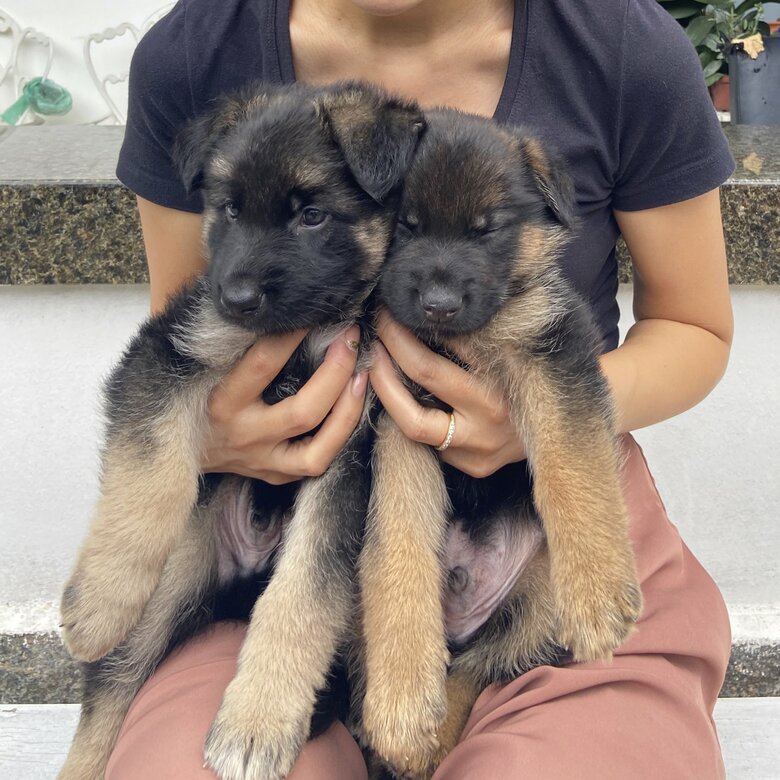 子犬時代の抱っこ