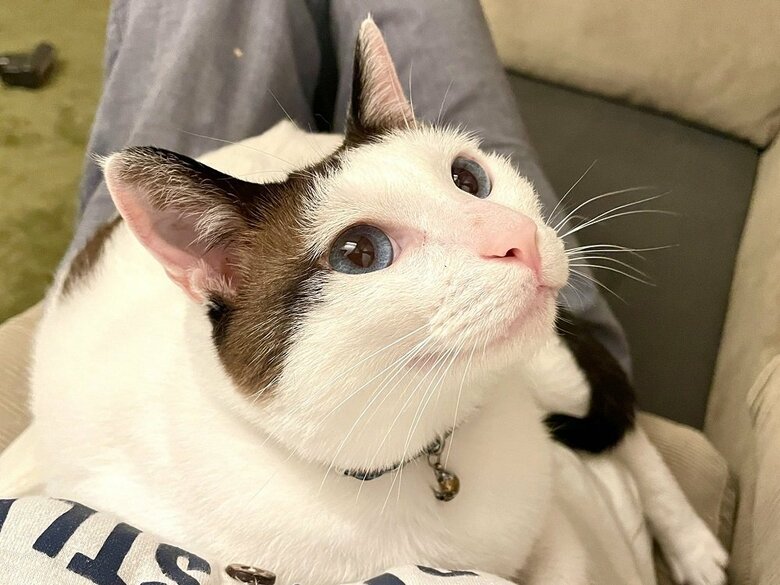 どや顔のつくねくん（提供：つくね＆ひまりさん）