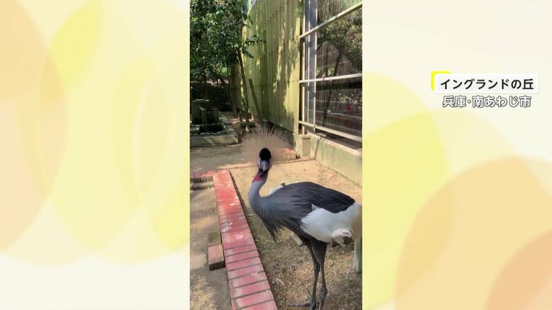 兵庫・南あわじ市でカメラに向け、首を上下に“縦ノリ”させるカンムリヅル