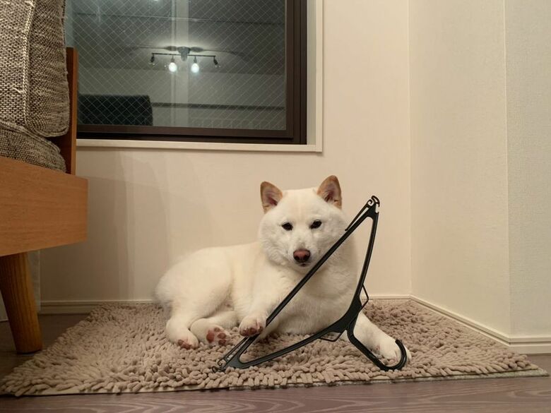 提供：ラッキーさん