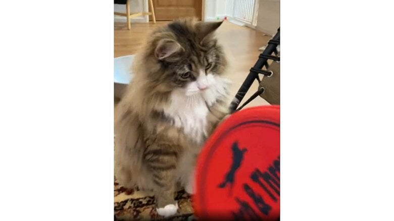 ディスクを見つめる（提供：しろあんでっかい北欧猫さん）