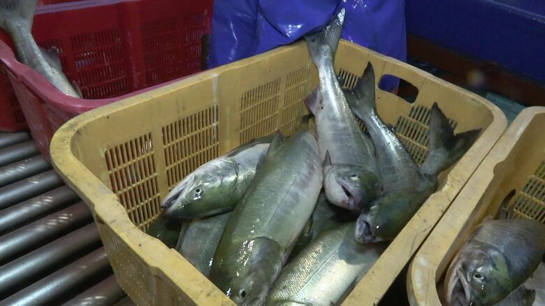 サケの水揚げは2024年の3割ほど