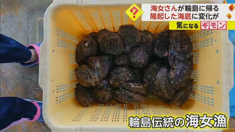 輪島伝統の海女漁で取ったアワビ