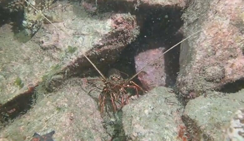 提供：南三陸町自然環境活用センター