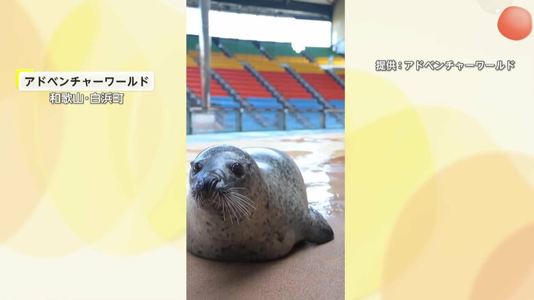 “ぽよんぽよん”と跳ねながらカメラに迫るアザラシ