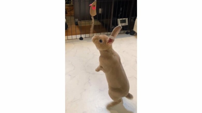 ネコじゃらしに夢中なテンテンちゃん