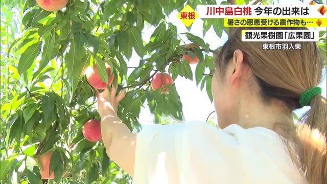 モモ狩りを楽しむ人