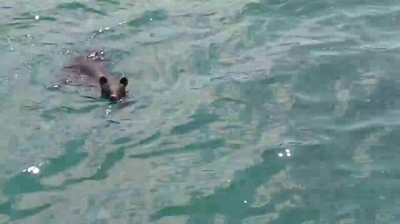 カメラの方向に目を向けるクマ（視聴者撮影）