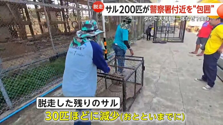 檻に入れられ、収容施設に戻される脱走したサル