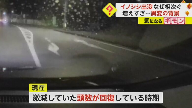 2023年12月長崎市で撮影されたイノシシと接触する瞬間の映像