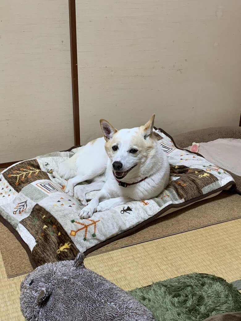 一度は拒否しても帰宅後は満足そう