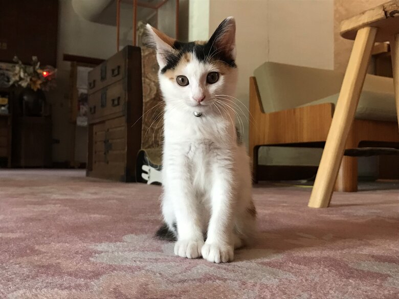 子猫時代のきなこちゃん