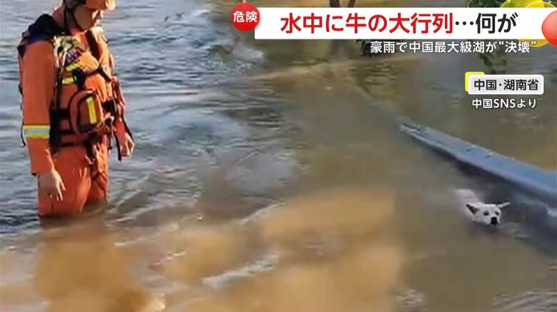 救助隊が心配そうに必死に泳ぐ犬の様子を見守っていた