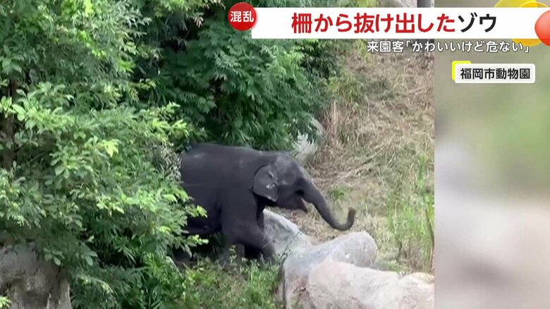 来園者の不安をよそに展示エリア外で葉っぱや草を食べていたゾウ