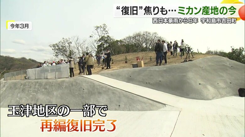 再編復旧が完了した場所でミカンの苗木を植えた