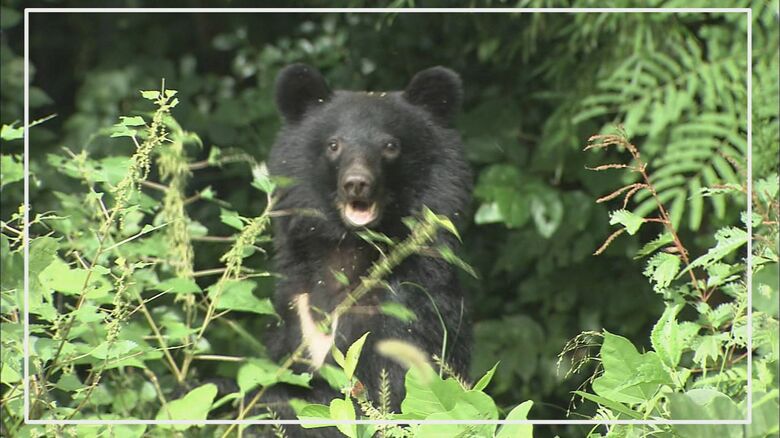 石川県内で出没したクマの過去映像