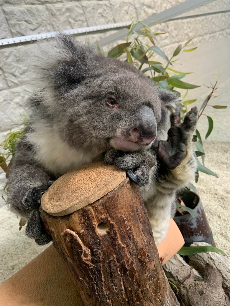 かゆいところには後ろ足が届く（提供：イングランドの丘）