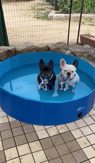 大きいプールでも同じ（提供：天使の笑顔さん）